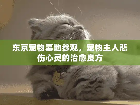 东京宠物墓地参观，宠物主人悲伤心灵的治愈良方