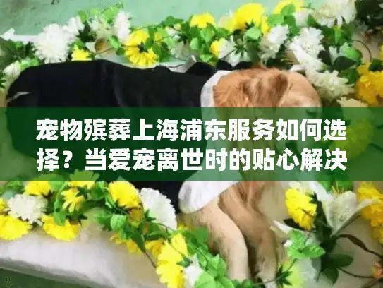 宠物殡葬上海浦东服务如何选择？当爱宠离世时的贴心解决方案