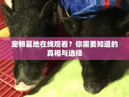 宠物墓地在线观看？你需要知道的真相与选择