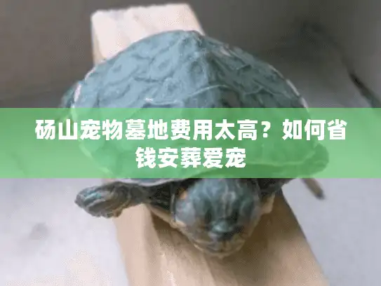 砀山宠物墓地费用太高？如何省钱安葬爱宠