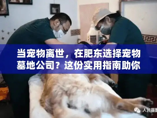 当宠物离世，在肥东选择宠物墓地公司？这份实用指南助你轻松解决