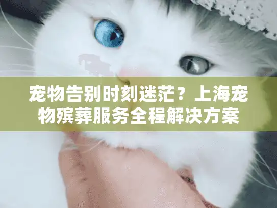 宠物告别时刻迷茫？上海宠物殡葬服务全程解决方案