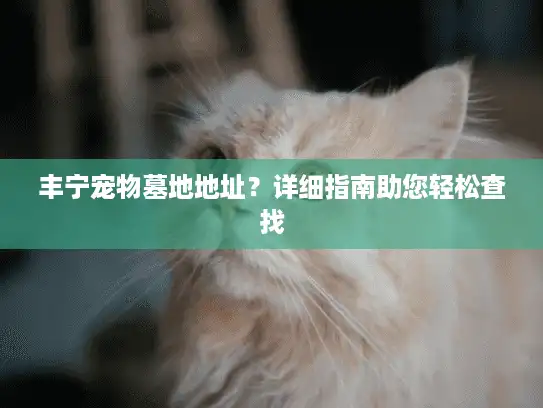 丰宁宠物墓地地址？详细指南助您轻松查找