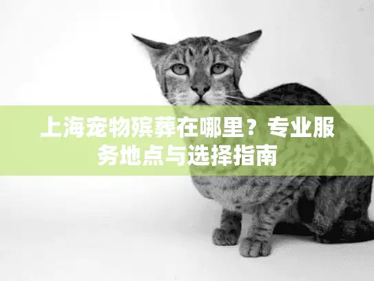 上海宠物殡葬在哪里？专业服务地点与选择指南