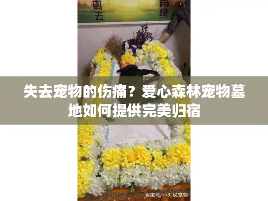 失去宠物的伤痛？爱心森林宠物墓地如何提供完美归宿