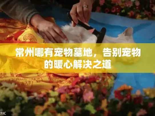 常州哪有宠物墓地，告别宠物的暖心解决之道