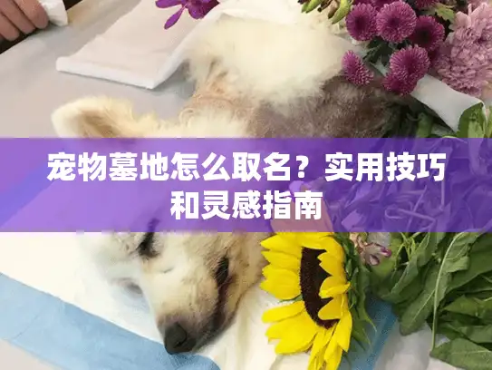 宠物墓地怎么取名？实用技巧和灵感指南