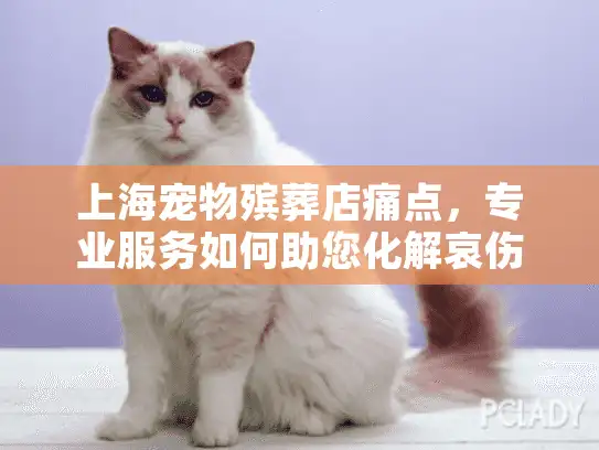 上海宠物殡葬店痛点，专业服务如何助您化解哀伤难题？