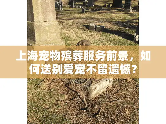 上海宠物殡葬服务前景，如何送别爱宠不留遗憾？