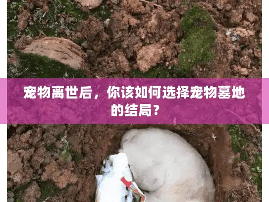 宠物离世后，你该如何选择宠物墓地的结局？