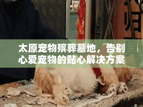 太原宠物殡葬墓地，告别心爱宠物的贴心解决方案