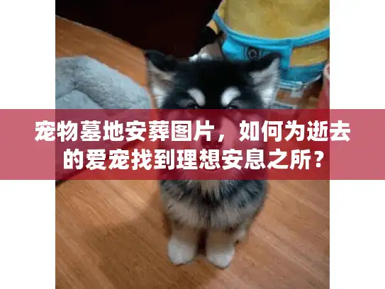 宠物墓地安葬图片，如何为逝去的爱宠找到理想安息之所？