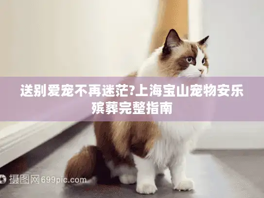 送别爱宠不再迷茫?上海宝山宠物安乐殡葬完整指南