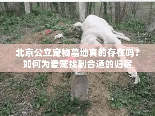 北京公立宠物墓地真的存在吗？如何为爱宠找到合适的归宿