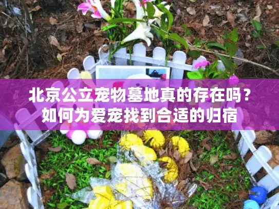 北京公立宠物墓地真的存在吗？如何为爱宠找到合适的归宿