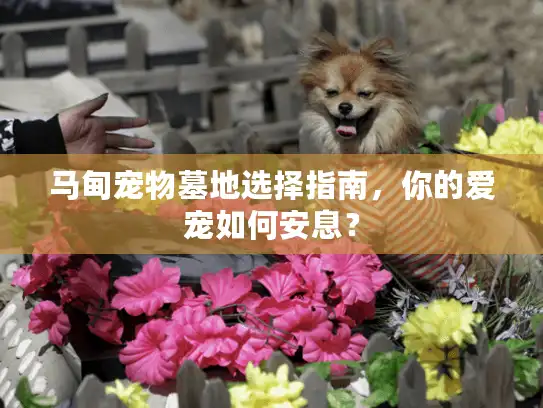 马甸宠物墓地选择指南，你的爱宠如何安息？