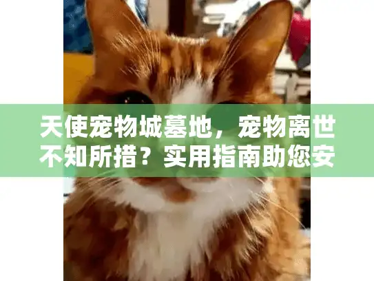 天使宠物城墓地，宠物离世不知所措？实用指南助您安心告别