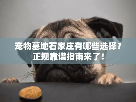 宠物墓地石家庄有哪些选择？正规靠谱指南来了！