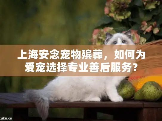 上海安念宠物殡葬，如何为爱宠选择专业善后服务？