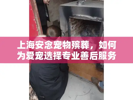 上海安念宠物殡葬，如何为爱宠选择专业善后服务？