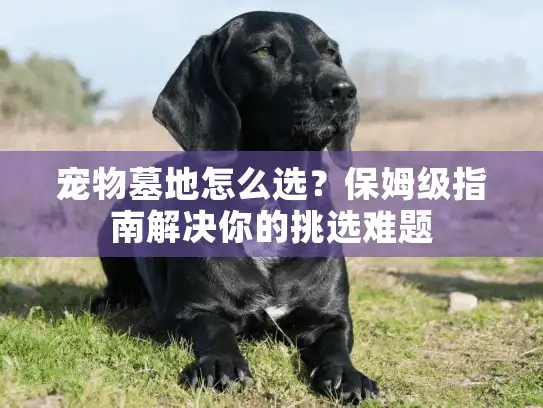 宠物墓地怎么选？保姆级指南解决你的挑选难题