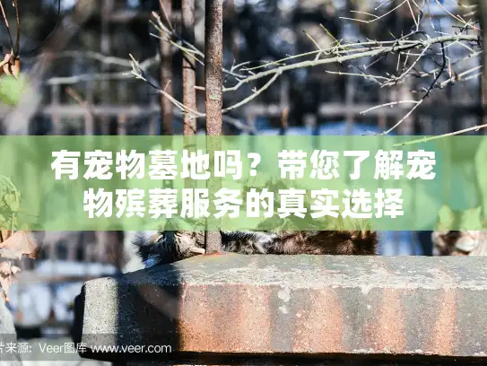 有宠物墓地吗？带您了解宠物殡葬服务的真实选择