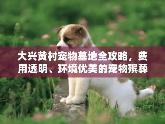 大兴黄村宠物墓地全攻略，费用透明、环境优美的宠物殡葬服务如何选？
