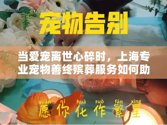 当爱宠离世心碎时，上海专业宠物善终殡葬服务如何助您温馨告别？