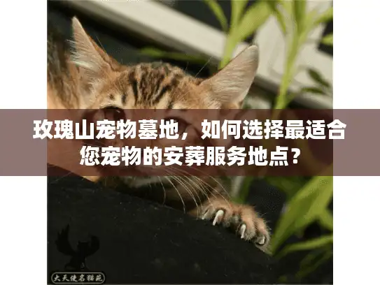 玫瑰山宠物墓地，如何选择最适合您宠物的安葬服务地点？