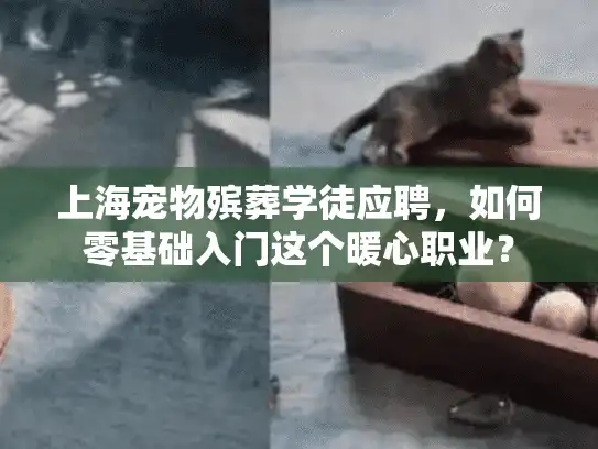 上海宠物殡葬学徒应聘，如何零基础入门这个暖心职业？