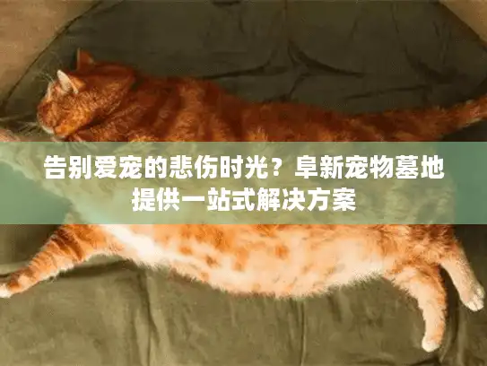 告别爱宠的悲伤时光？阜新宠物墓地提供一站式解决方案