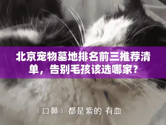 北京宠物墓地排名前三推荐清单，告别毛孩该选哪家？