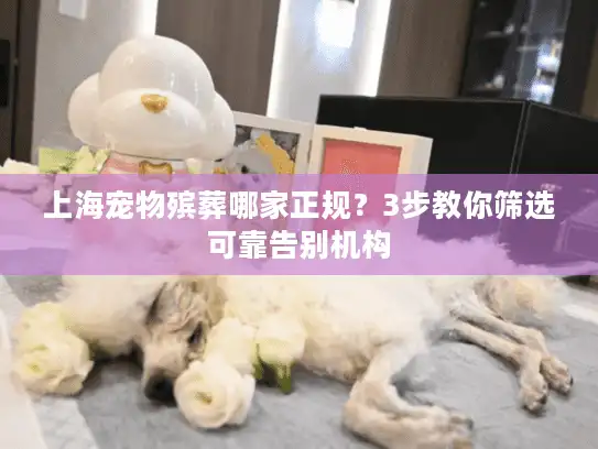 上海宠物殡葬哪家正规？3步教你筛选可靠告别机构