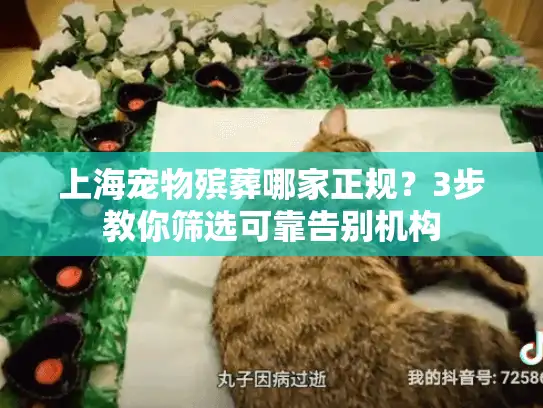 上海宠物殡葬哪家正规？3步教你筛选可靠告别机构