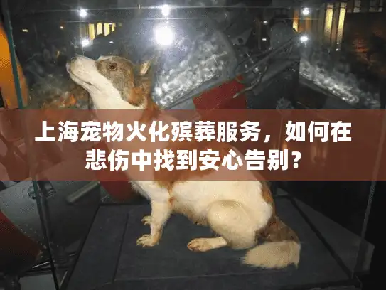 上海宠物火化殡葬服务，如何在悲伤中找到安心告别？