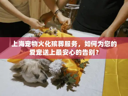 上海宠物火化殡葬服务，如何为您的爱宠送上最安心的告别？