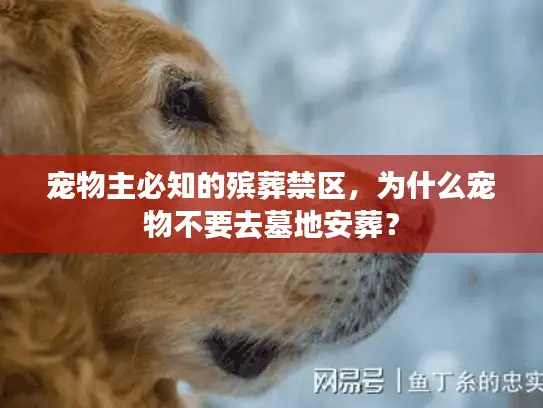 宠物主必知的殡葬禁区，为什么宠物不要去墓地安葬？