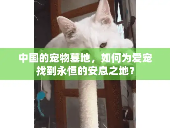 中国的宠物墓地，如何为爱宠找到永恒的安息之地？