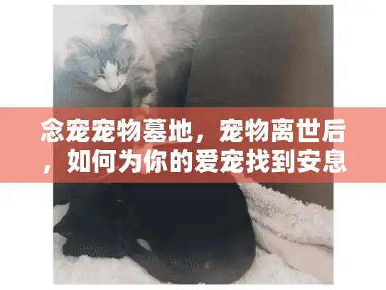 念宠宠物墓地，宠物离世后，如何为你的爱宠找到安息之所？