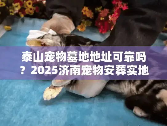 泰山宠物墓地地址可靠吗？2025济南宠物安葬实地考察报告