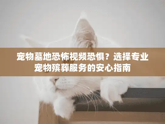 宠物墓地恐怖视频恐惧？选择专业宠物殡葬服务的安心指南
