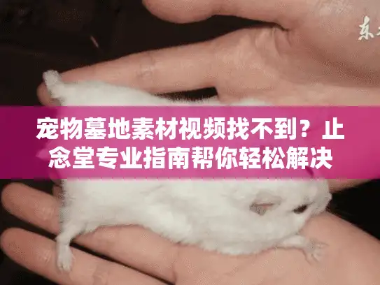 宠物墓地素材视频找不到？止念堂专业指南帮你轻松解决