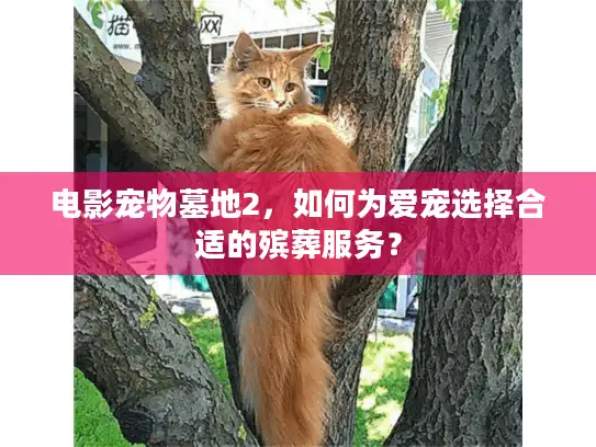 电影宠物墓地2，如何为爱宠选择合适的殡葬服务？
