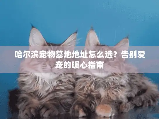 哈尔滨宠物墓地地址怎么选？告别爱宠的暖心指南