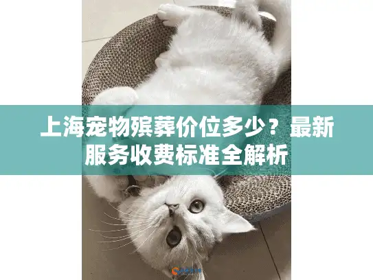 上海宠物殡葬价位多少？最新服务收费标准全解析