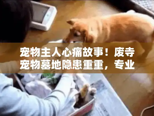宠物主人心痛故事！废寺宠物墓地隐患重重，专业安葬指南来了