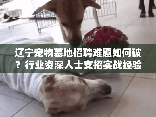 辽宁宠物墓地招聘难题如何破？行业资深人士支招实战经验