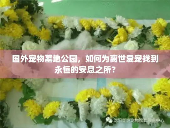 国外宠物墓地公园，如何为离世爱宠找到永恒的安息之所？