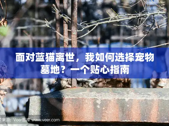 面对蓝猫离世，我如何选择宠物墓地？一个贴心指南