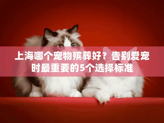上海哪个宠物殡葬好？告别爱宠时最重要的5个选择标准